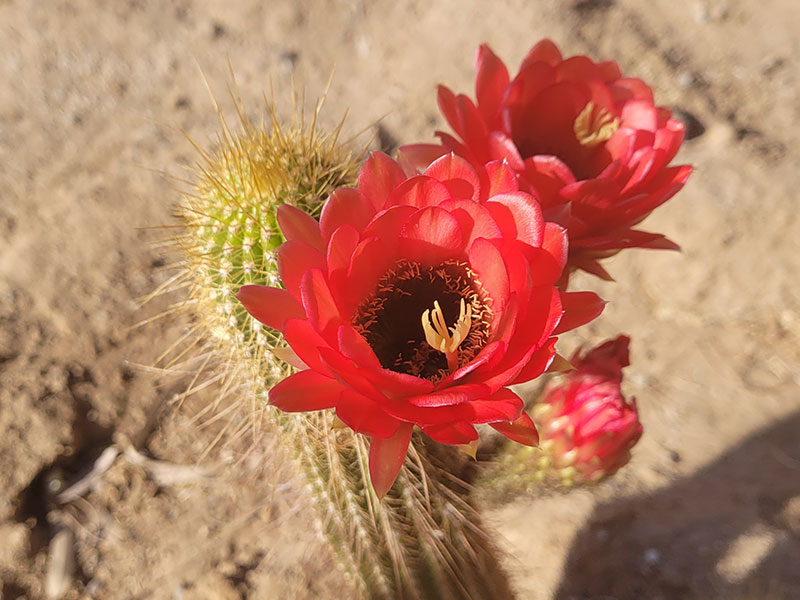Sonoran Landscape Packages at Gardners Green Earth